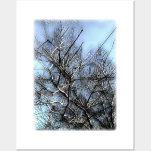 Rustic Almond Tree Posters and Art